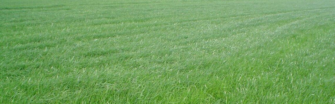 BARCILÉS FORRAJES campo de alfalfa