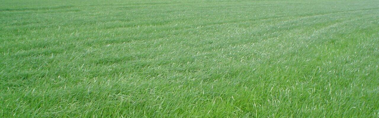BARCILÉS FORRAJES campo de alfalfa